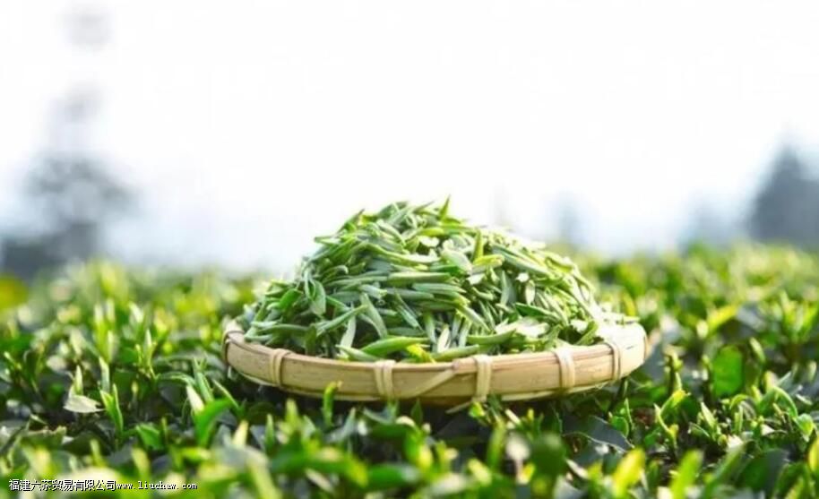头采茶、头春茶、明前茶、雨前茶,看完这些就懂了 头采茶、头春茶、明前茶、雨前茶,看完这些就懂了