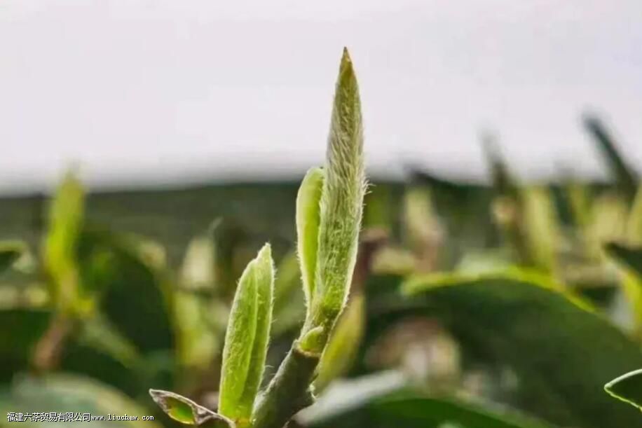 头采茶、头春茶、明前茶、雨前茶,看完这些就懂了 头采茶、头春茶、明前茶、雨前茶,看完这些就懂了