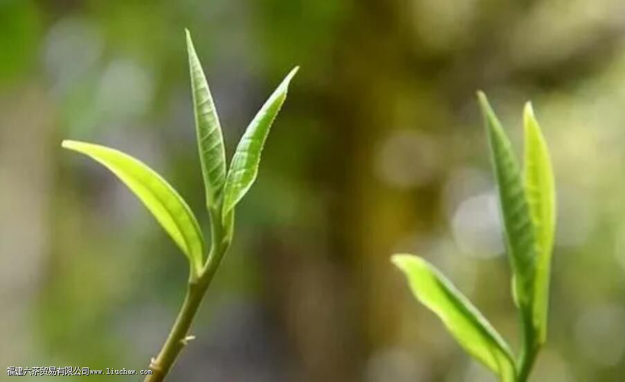 ͷ�ɺͶ��ɵ�������ʲô