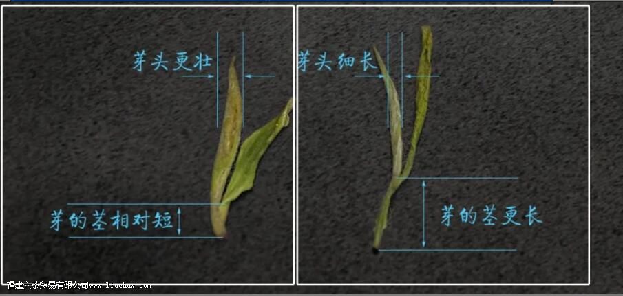 ͷ�ɺͶ��ɵ�������ʲô