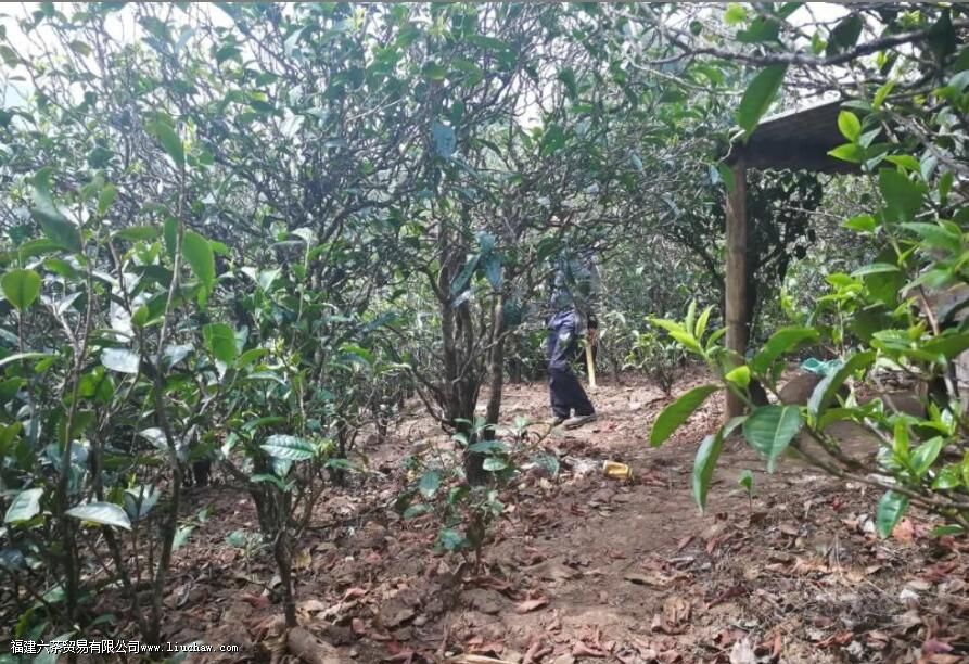 Ϊʲô�̲�ֲ��ڳ�������