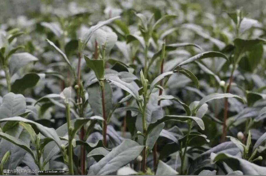 乌牛早属于什么茶叶 乌牛早属于什么茶叶