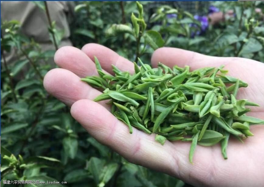 乌牛早属于什么茶叶 乌牛早属于什么茶叶