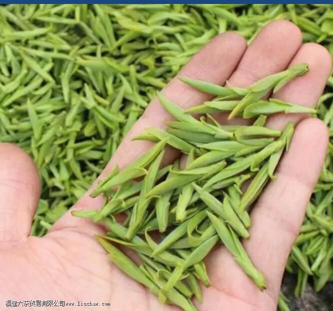 乌牛早属于什么茶叶 乌牛早属于什么茶叶