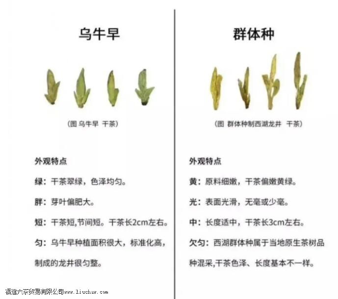 乌牛早属于什么茶叶 乌牛早属于什么茶叶