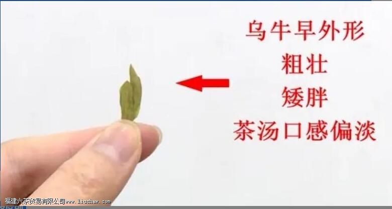 乌牛早属于什么茶叶 乌牛早属于什么茶叶