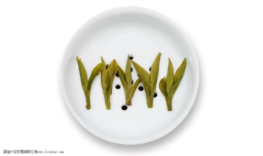 乌牛早属于什么茶叶 乌牛早属于什么茶叶