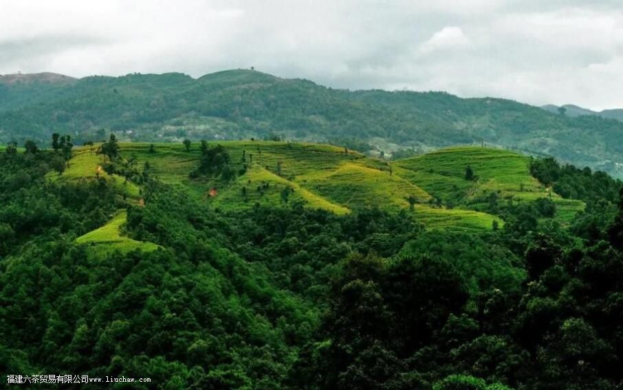 无量山毛茶是什么茶有哪些特点 无量山毛茶是什么茶有哪些特点