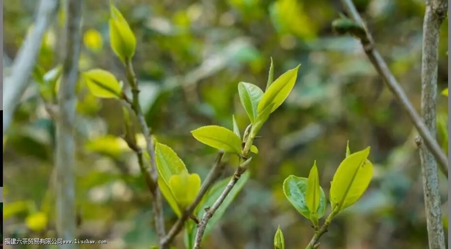 无量山毛茶是什么茶有哪些特点 无量山毛茶是什么茶有哪些特点