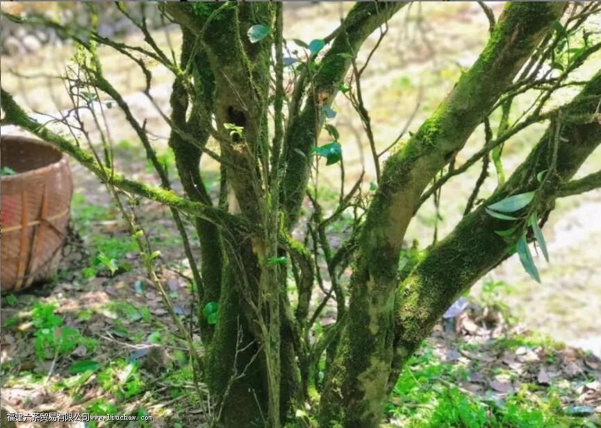 武夷山春茶之采摘时间一览 武夷山春茶之采摘时间一览