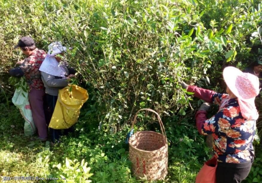 武夷山春茶之采摘时间一览 武夷山春茶之采摘时间一览
