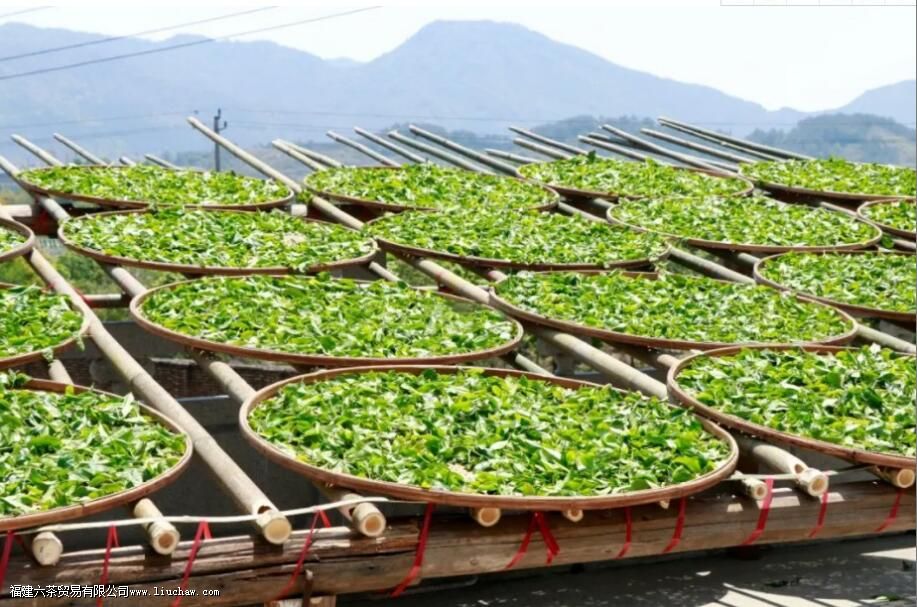 武夷山春茶之采摘时间一览 武夷山春茶之采摘时间一览