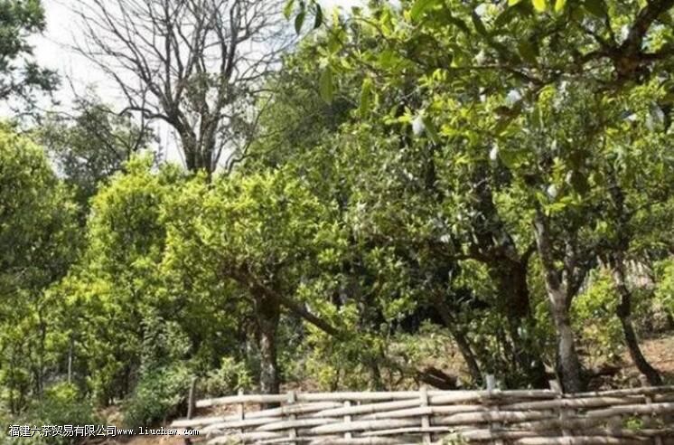 西半山有哪些茶叶 西半山有哪些茶叶