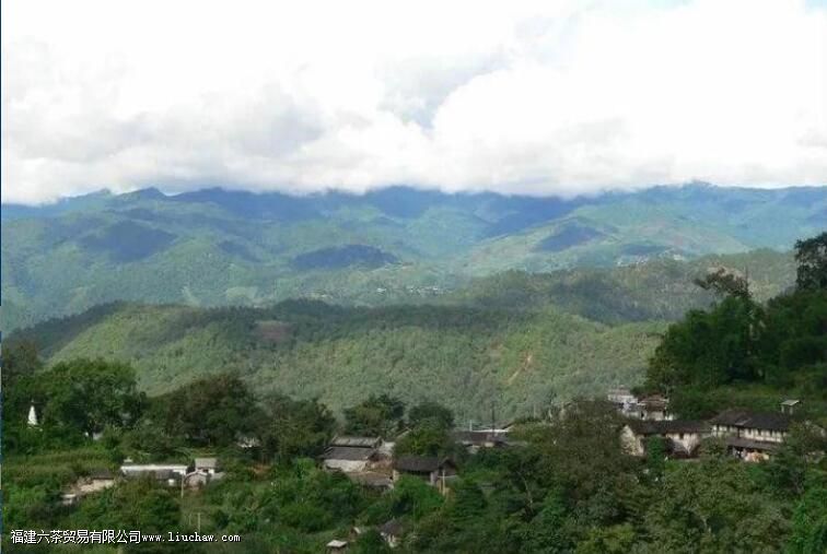 西半山有哪些茶叶 西半山有哪些茶叶