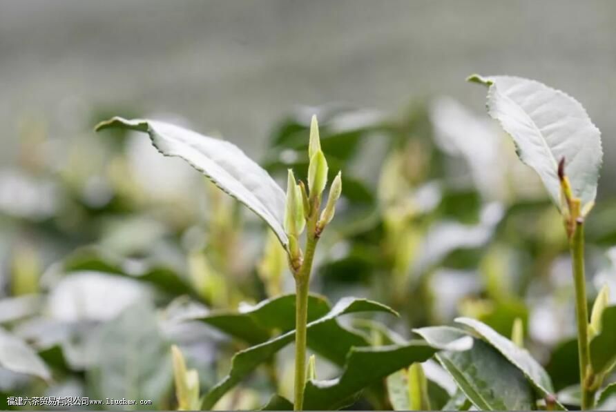 西湖龙井个别怎么有毫 西湖龙井个别怎么有毫