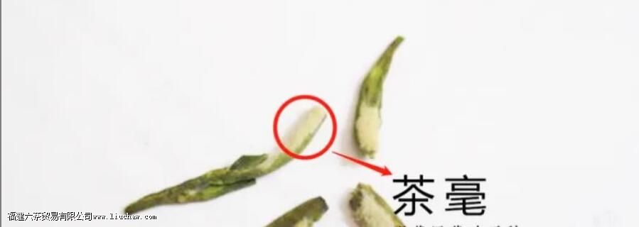 西湖龙井个别怎么有毫 西湖龙井个别怎么有毫