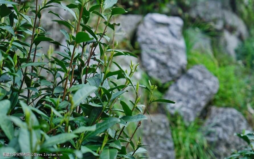 西湖龙井属于什么茶类 西湖龙井属于什么茶类