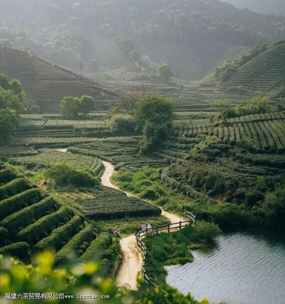 西湖龙井属于什么茶类 西湖龙井属于什么茶类