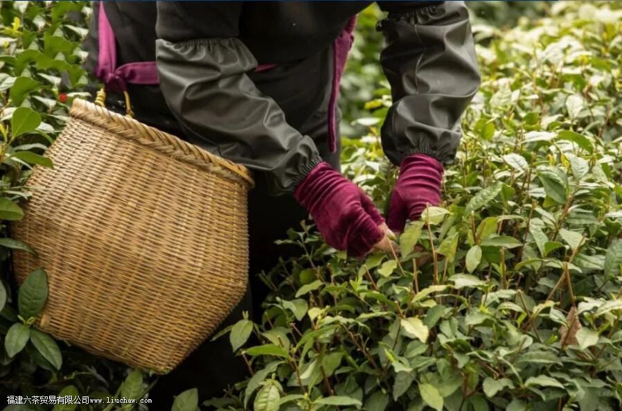 西湖龙井属于什么茶类 西湖龙井属于什么茶类