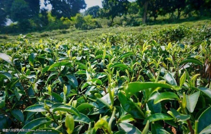 西山茶是什么有哪些品质特点 西山茶是什么有哪些品质特点