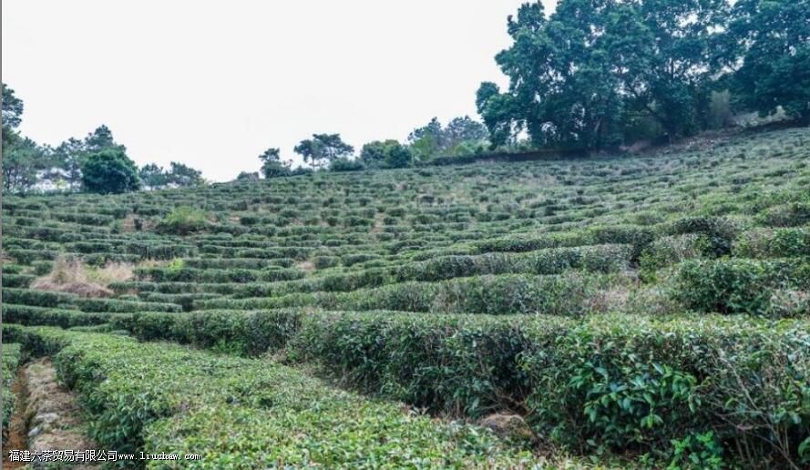 西山茶是什么有哪些品质特点 西山茶是什么有哪些品质特点