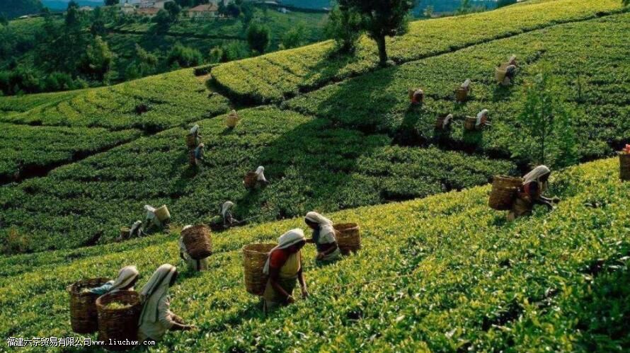 ����������ζ