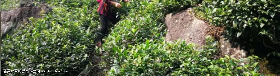 霄坑野生茶,是什么茶种 霄坑野生茶,是什么茶种