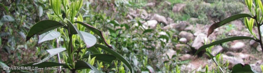 霄坑野生茶,是什么茶种 霄坑野生茶,是什么茶种