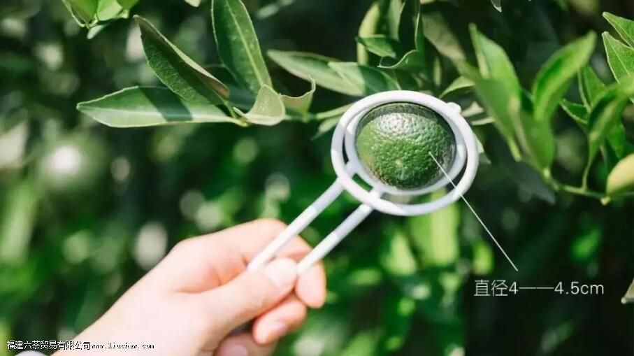 小青柑的橘皮可以做陈皮用吗 小青柑的橘皮可以做陈皮用吗