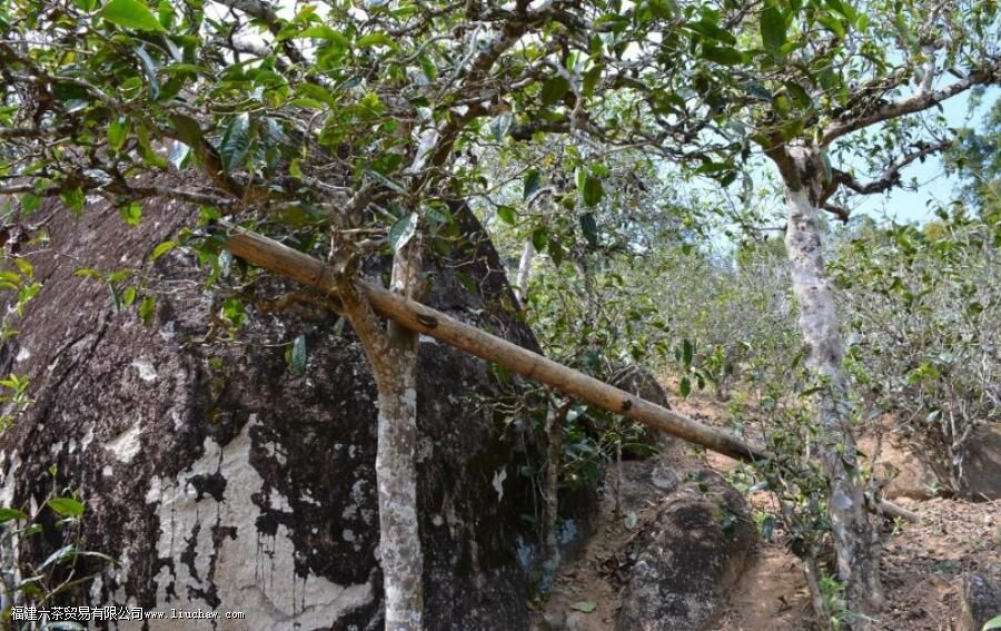 小昔归是什么茶 小昔归是什么茶