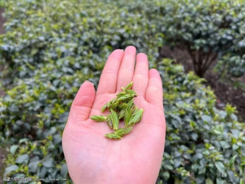 小叶苦丁茶是什么茶 小叶苦丁茶是什么茶