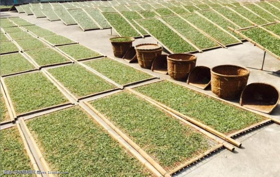 新工艺白茶的制作工序是怎样的 新工艺白茶的制作工序是怎样的