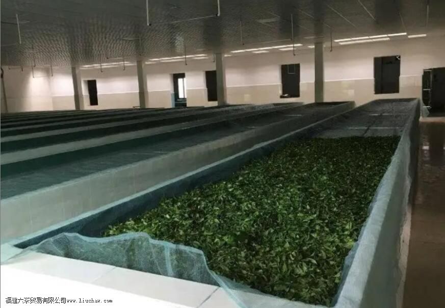 新工艺白茶的制作工序是怎样的 新工艺白茶的制作工序是怎样的