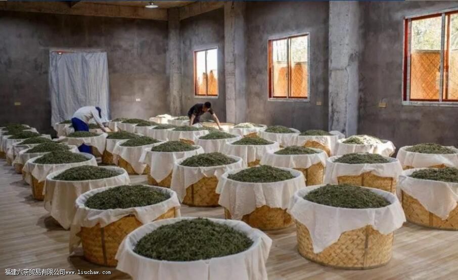 新工艺白茶的制作工序是怎样的 新工艺白茶的制作工序是怎样的