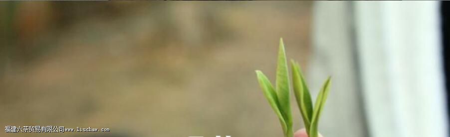 新手喝什么茶比较好 新手喝什么茶比较好