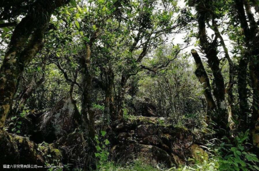 ѩƬ��ʲô����ʲô�ص�