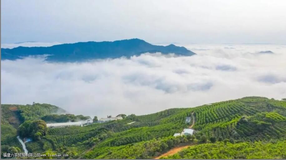 鸭屎香单丛茶的特点是什么 鸭屎香单丛茶的特点是什么