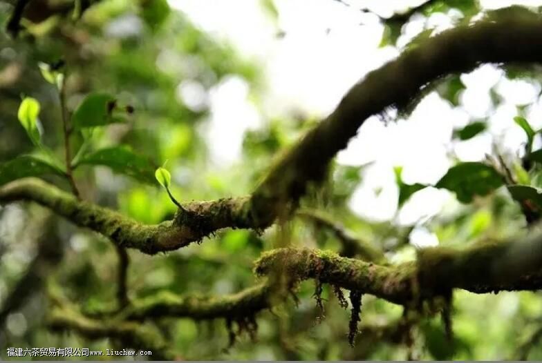 鸭屎香单丛茶的特点是什么 鸭屎香单丛茶的特点是什么