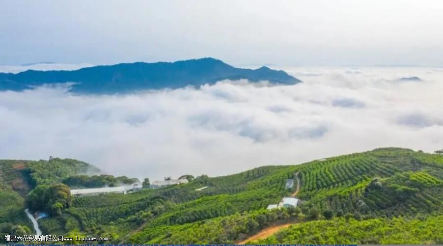 鸭屎香是什么茶 鸭屎香的品质特点与简介 鸭屎香是什么茶 鸭屎香的品质特点与简介