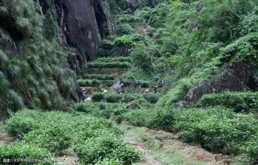 岩茶竹窠的窠是什么意思 岩茶竹窠的窠是什么意思