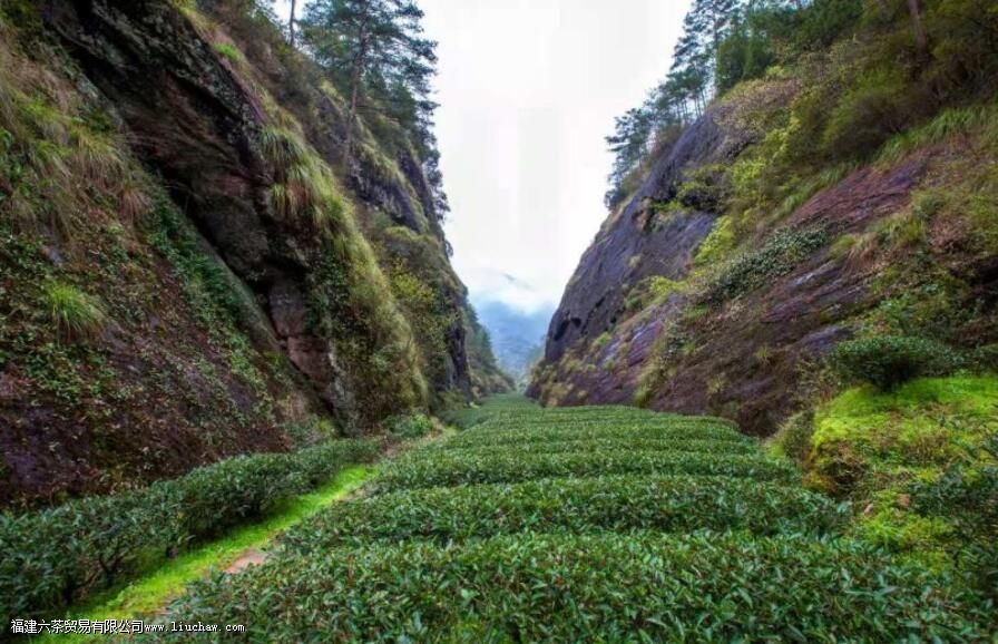 岩茶竹窠的窠是什么意思 岩茶竹窠的窠是什么意思
