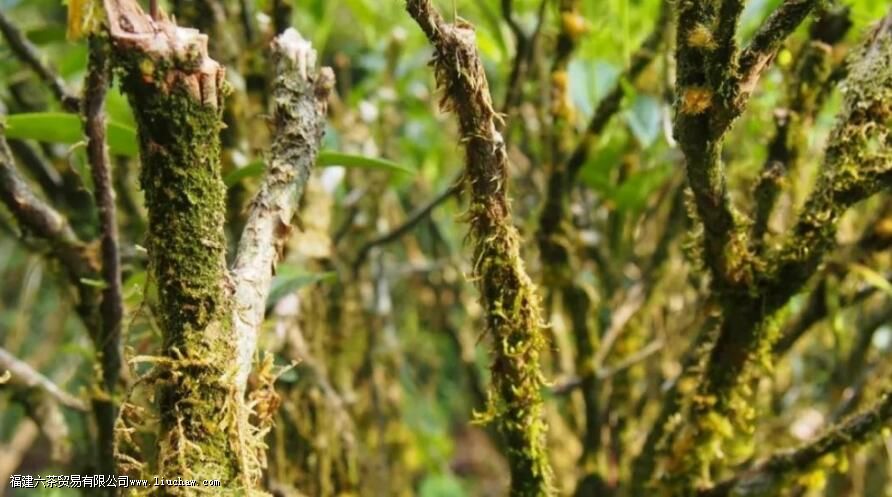 岩茶竹窠的窠是什么意思 岩茶竹窠的窠是什么意思