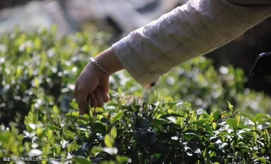 一斤白毫银针多少颗芽头 一斤白毫银针多少颗芽头