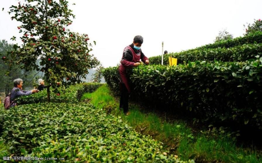 宜宾早白尖是什么茶 宜宾早白尖是什么茶