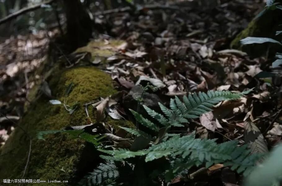易武天门山普洱茶的特点 易武天门山普洱茶的特点