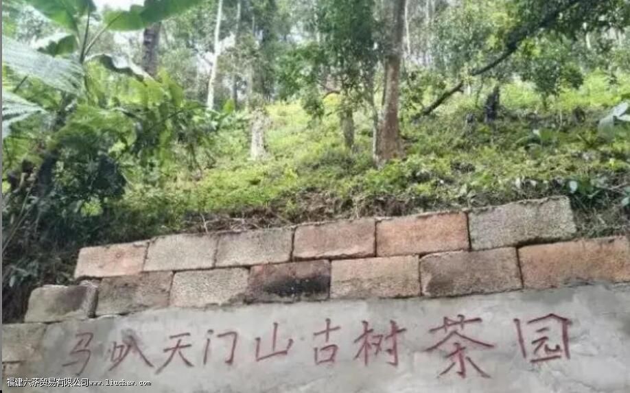 易武天门山普洱茶的特点 易武天门山普洱茶的特点