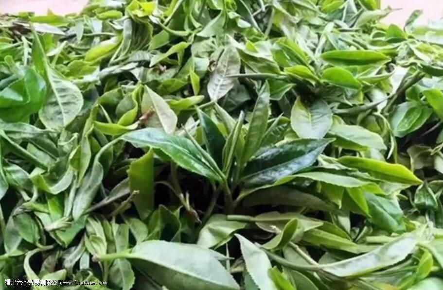 易武天门山普洱茶的特点 易武天门山普洱茶的特点