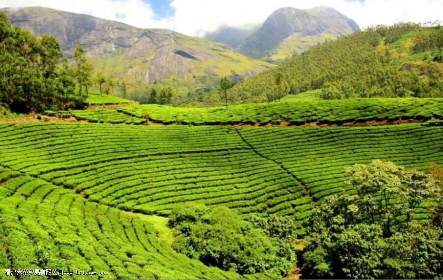 ӡ����ϲ����ʲô��