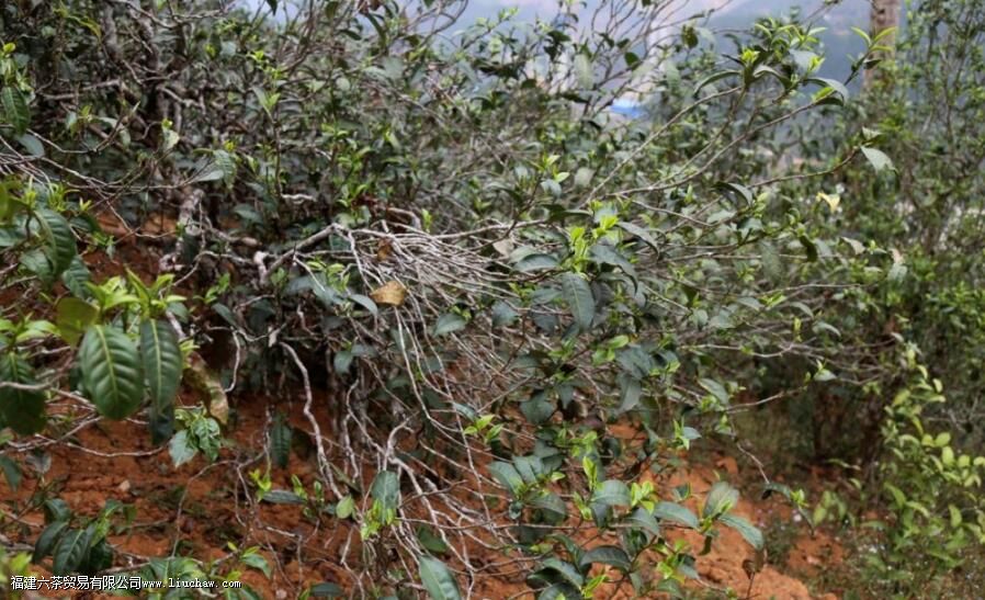 ���´�ѩɽ�ն����ص�