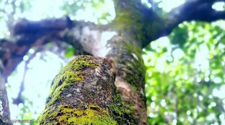 ����ɽ�ն���ڸ��ص�